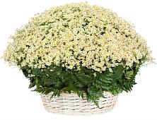 Цветочная композиция из Ромашки в корзине #REPLACE_PRED# Поселок Ремзавода